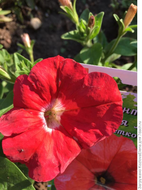 Размер цветков 7-8 см, заявленный 14 см