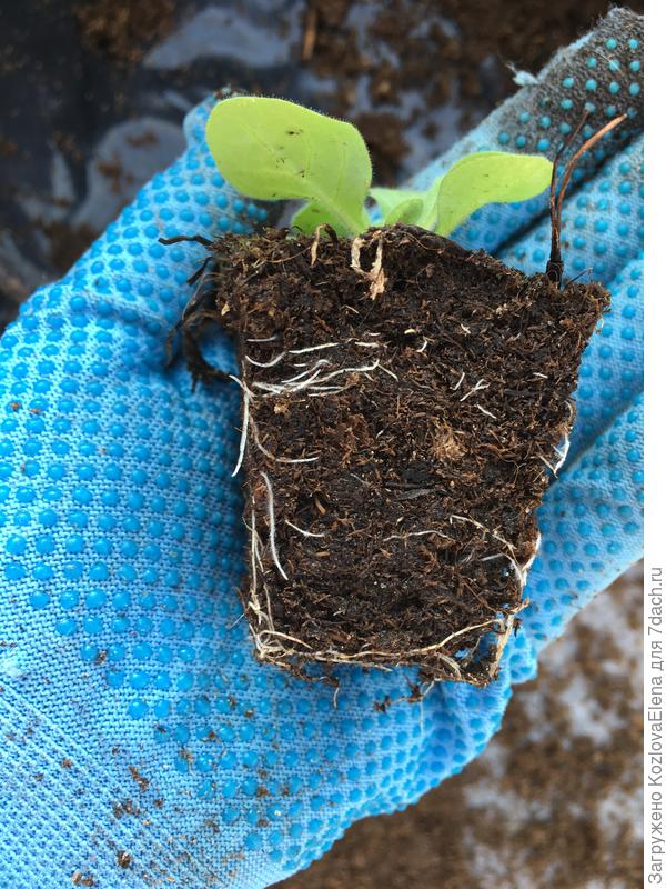 Корневая система в кассетах