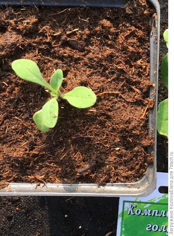 Развитие рассады из кассет