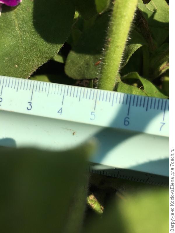 Размер побегов