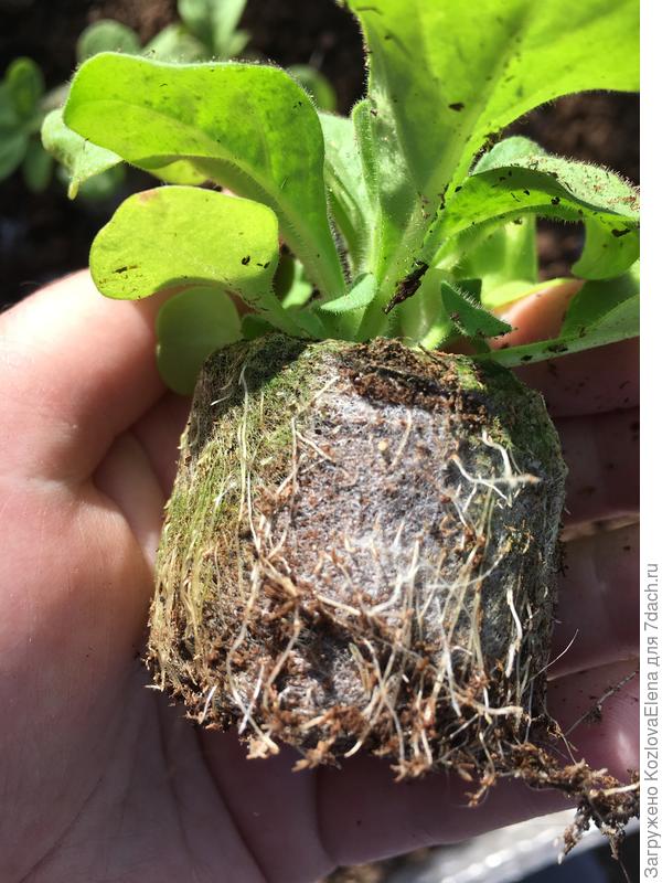 Корневая система в таблетках