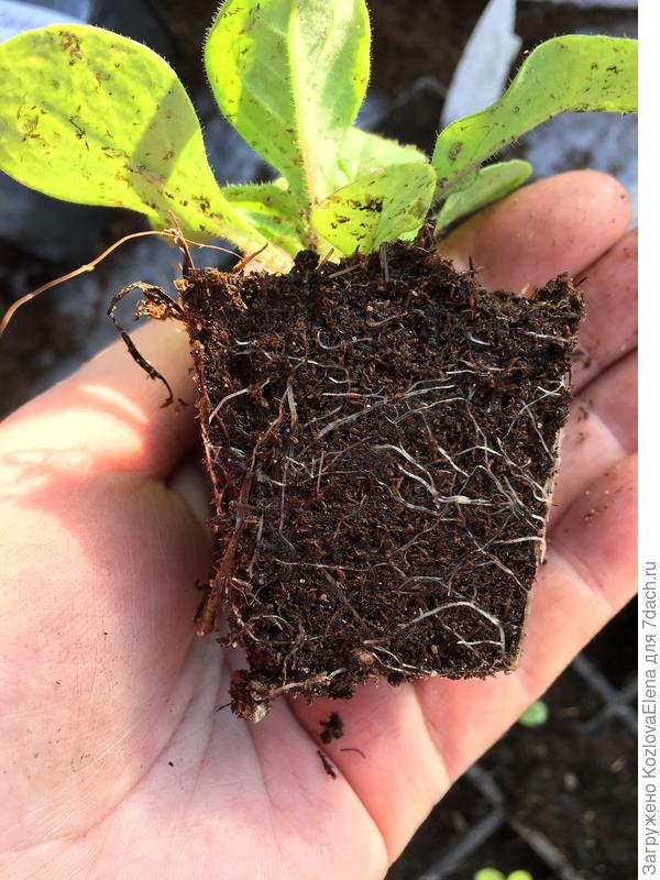 Корневая система в кассетах