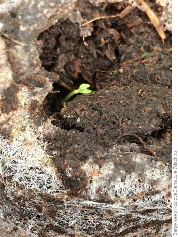 Появление всходов