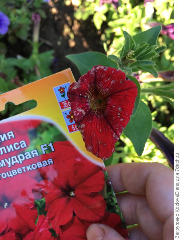 Повреждения цветков