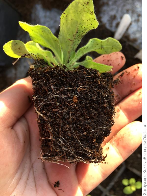 Корневая система в кассетах