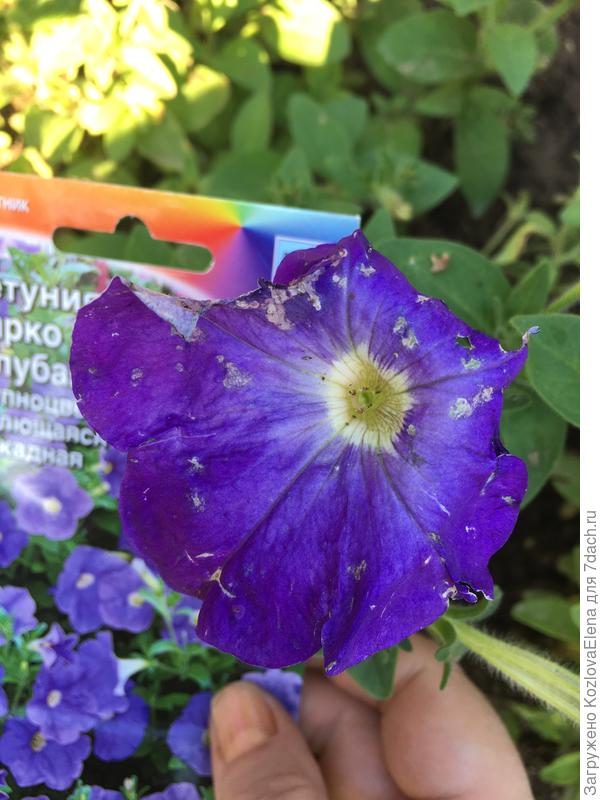 Повреждения цветков