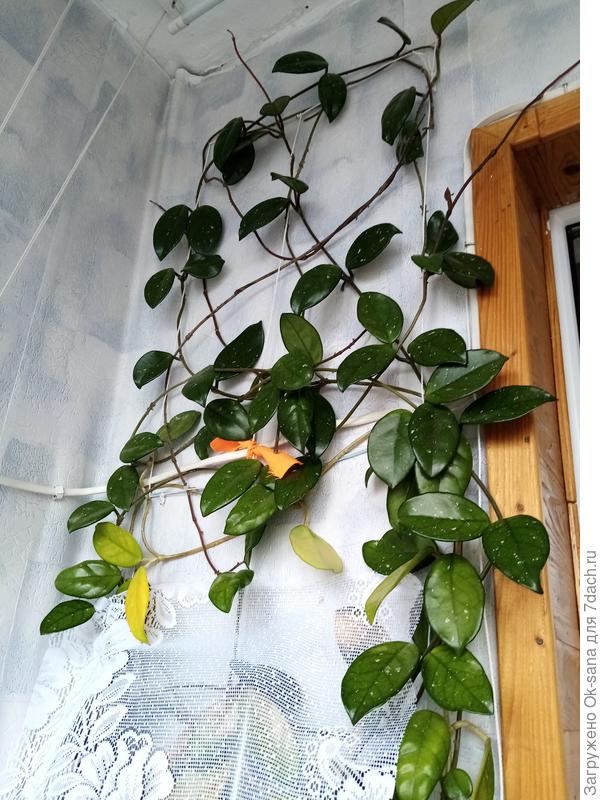 верхние листочки (куда солнце не попадает-хорошие)