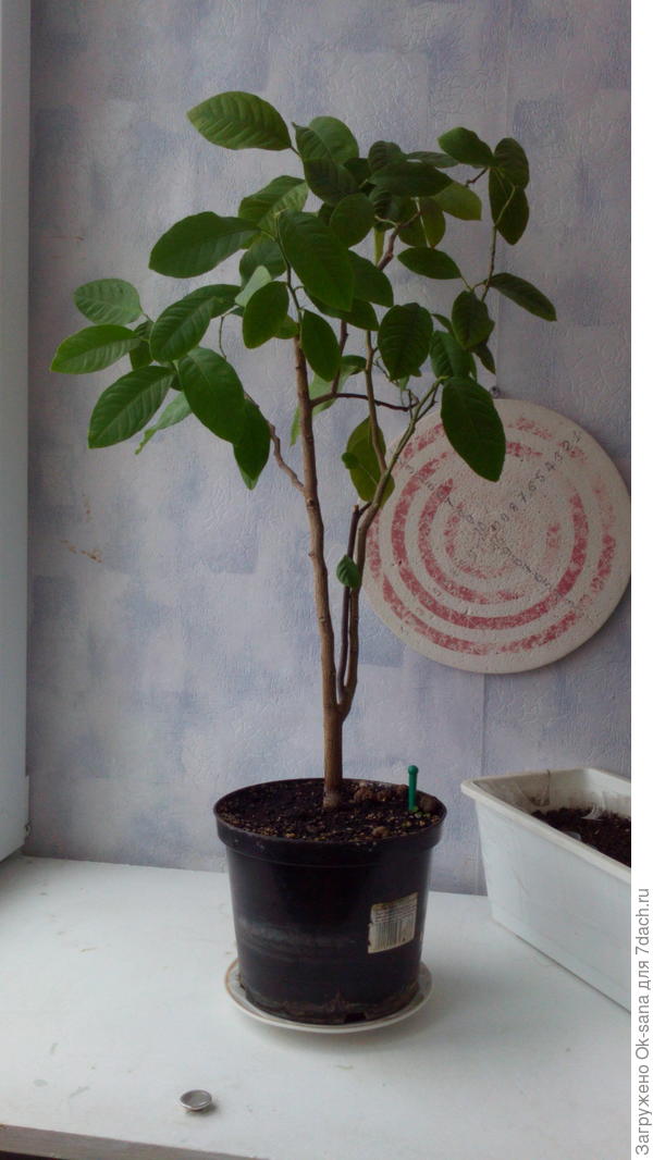 Лимончик год назад