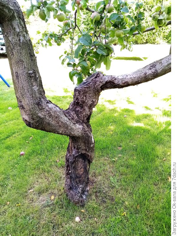 2 яблоня