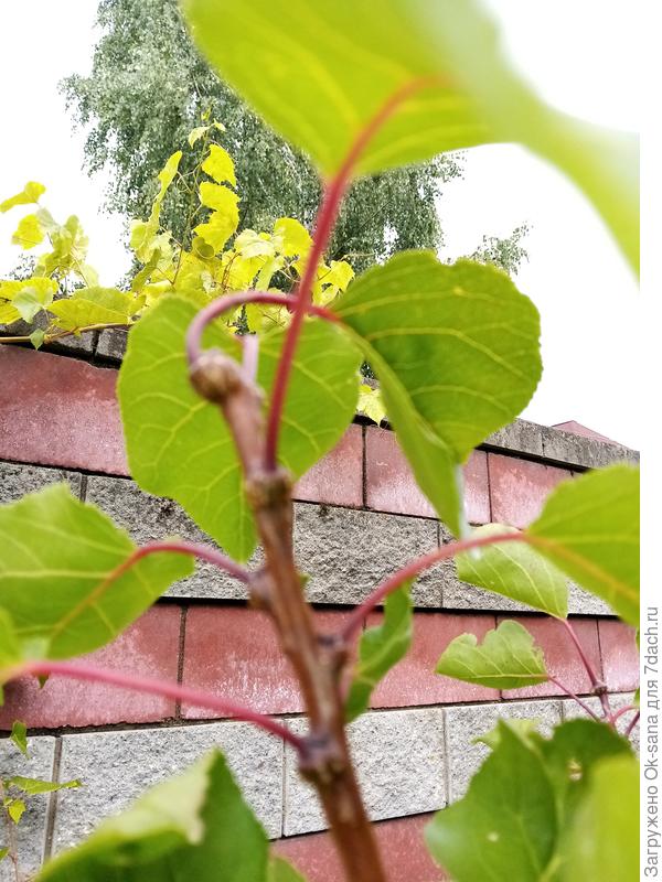 вздутия на веточках