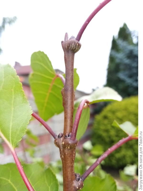 вздутия на веточках