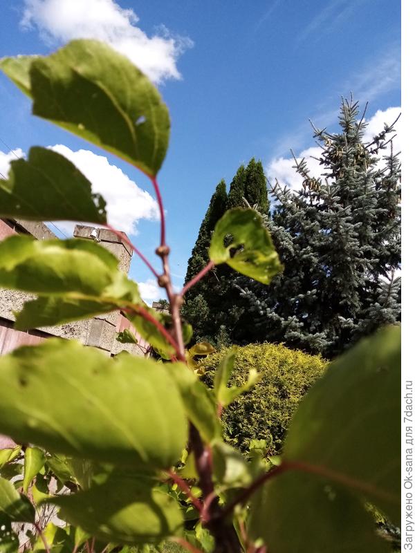 вздутия на веточках