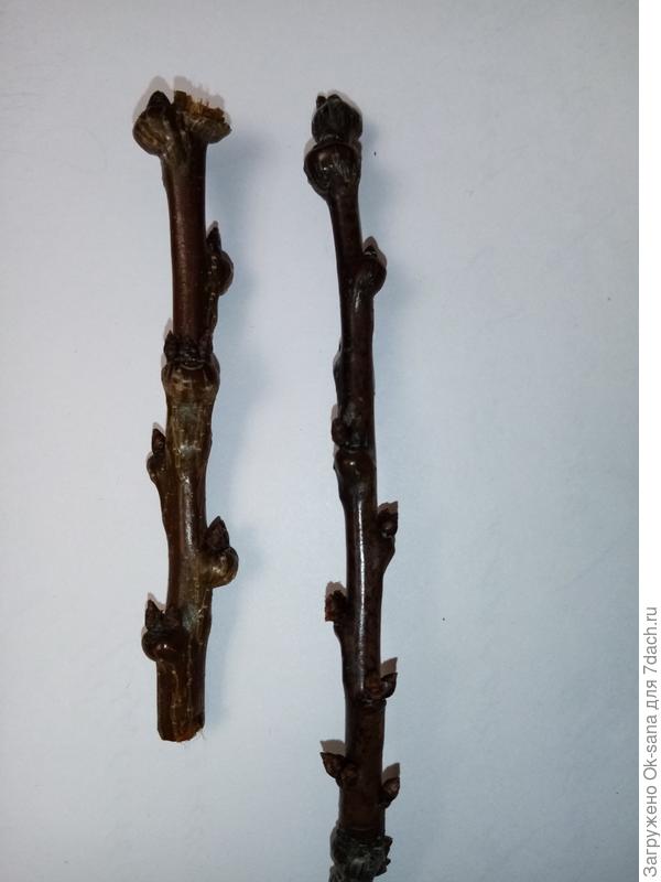 пораженная веточка