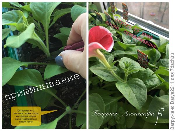 Петуния Александра F1