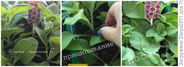 Петуния Анастасия F1