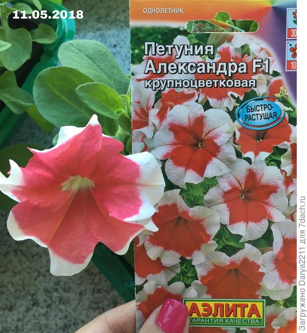 Петуния Александра F1