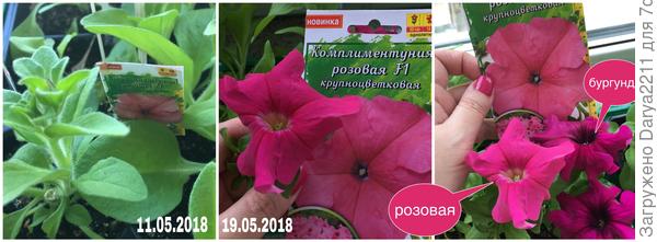 Комплиментуния розовая F1.
