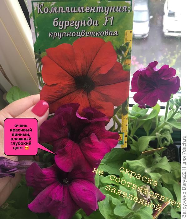 Комплиментуния бургунди F1. На пакете цвет венчика красный, в реальности он винно-фуксийный (я знаю, что такого цветас не бывает, я его выдумала), очень красивый глубокий, я бы сказала "влажный". Объективно оценку размеру и окраске цветка буду давать во время цветения в ОГ.)