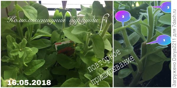 Комплиментуния бургунди F1