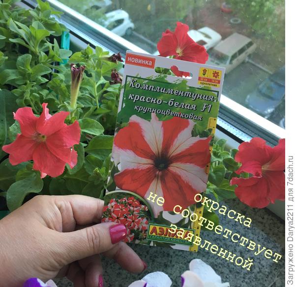 У комплиментунии красно-белой F1 окраска фактически оказалась одноцветной красной. Рисунок, заявленный производителем, отсутствует. Для того чтобы убедиться, что это не единичный выпад, дождалась цветения пяти растений, все показали одноцветную красную окраску венчика. Данный факт отразила в отчете iV.