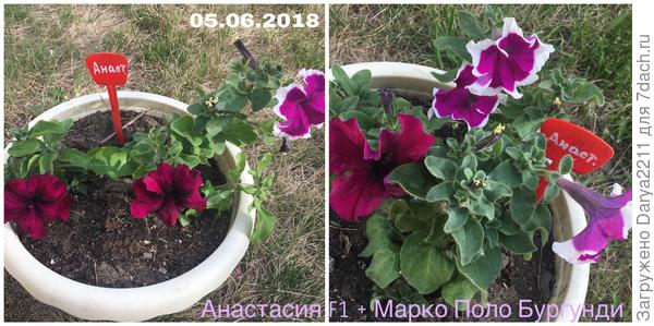 Петуния Анастасия F1