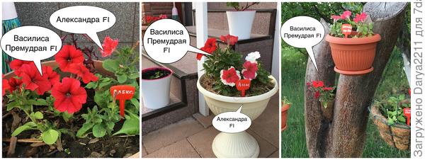 Петуния Василиса Премудрая F1
