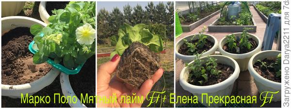 Петуния Елена Прекрасная F1