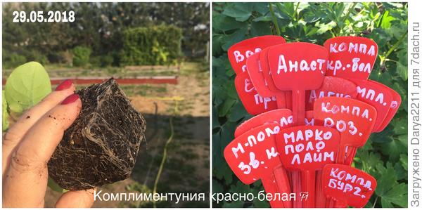 Комплиментуния красно-белая F1