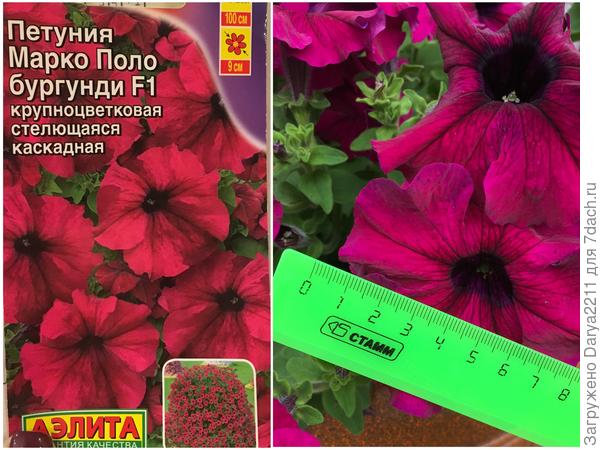 Петуния Марко Поло бургунди F1