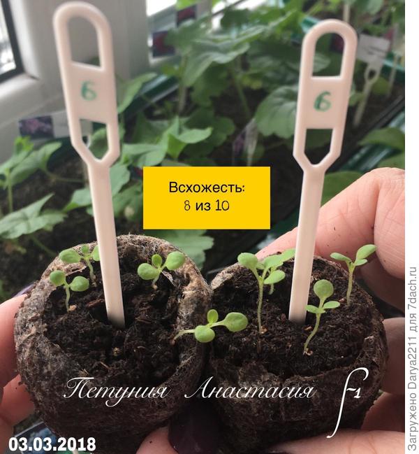 Петуния Анастасия F1