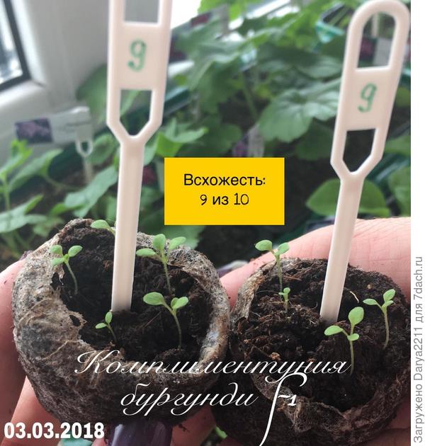 Комплиментуния бургунди F1