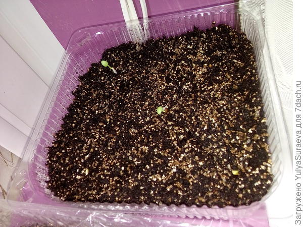 Крошка-Пеларгония