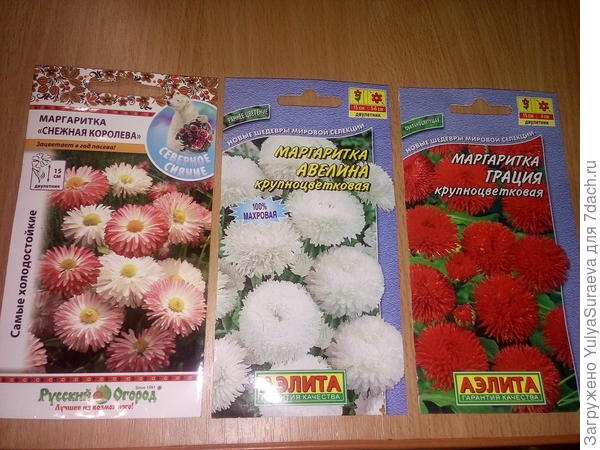 Маргаритки