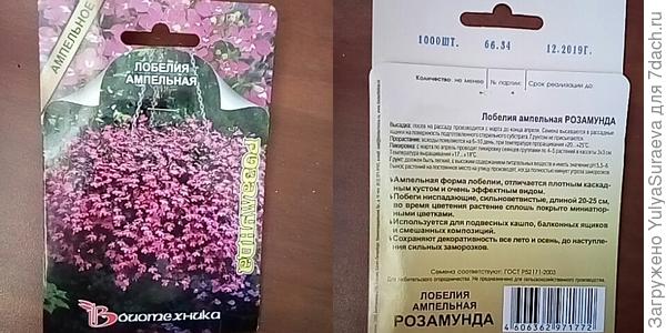 Лобелия