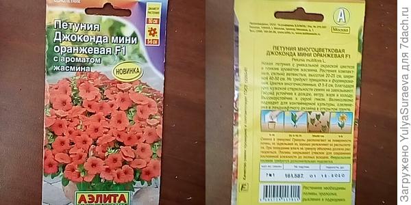 Петуния мини