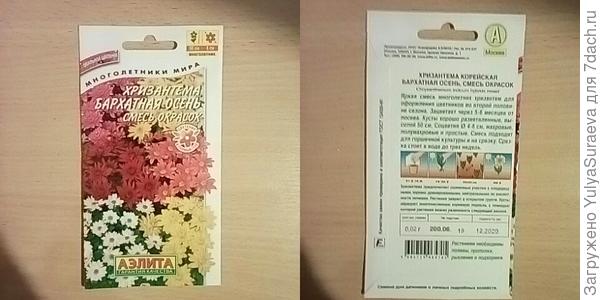 Корейская хризантема