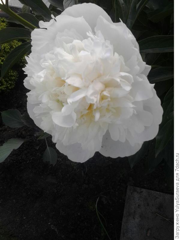 Белые пионы