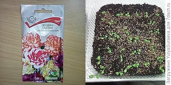 Гвоздика Шабо