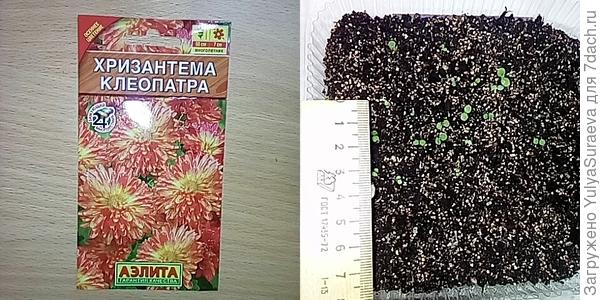 Хризантема индийская
