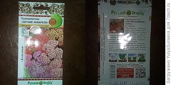 Милые тысячелистники порадуют смесью окрасок