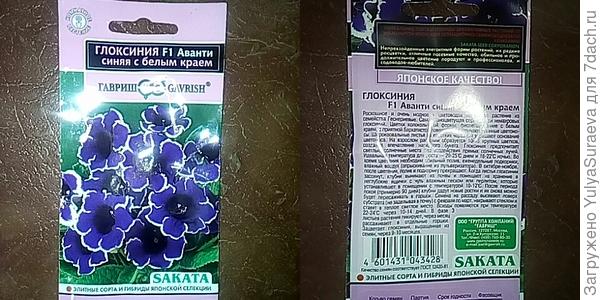 Синенькая глоксиния