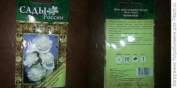 Второй раз выращиваю эти шток-розы-огромные цветы,похожие на розы,махровые,высокие