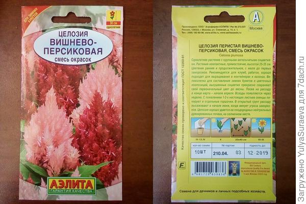 Огненная целозия