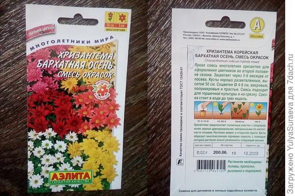 Корейская хризантема,которая зимует в Челябинске