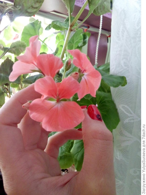 Пеларгония