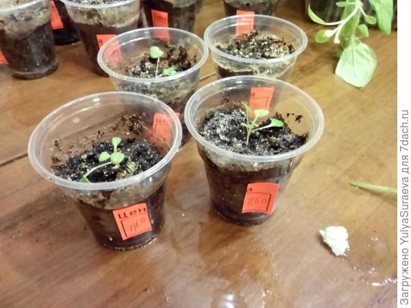 Гибель растений