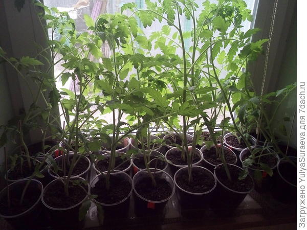 И помидорки тоже есть))