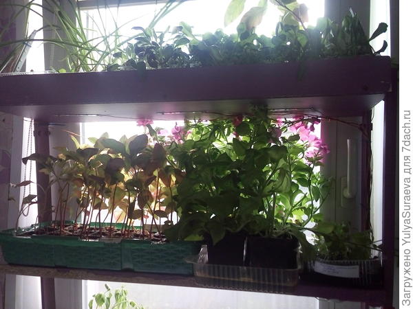 Ждут переселения на волю (цветы)