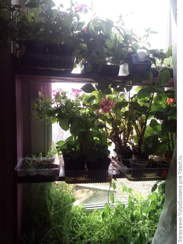 Еще окошко с цветами