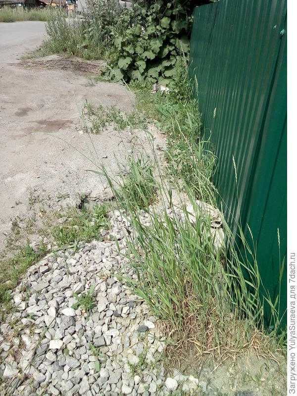 Заросли - участок 4